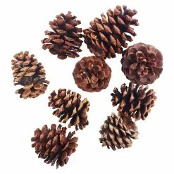 Discount ❤️ Cinnamon Scented Pinecones by Ashland® 👏 -Ashland Sale Store 10701018 2