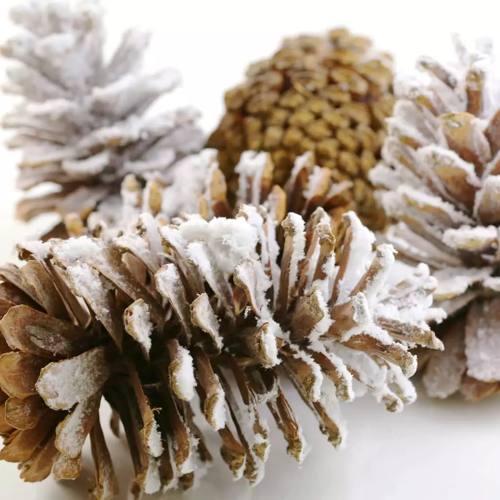 Brand new 😀 Assorted Pinecone Mix by Ashland® ⌛ 5 Brand new 😀 Assorted Pinecone Mix by Ashland® ⌛ - Image 3