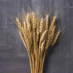 Best deal 👍 12 Pack: Natural Wheat Bundle by Ashland® 🥰 -Ashland Sale Store MP065705 22