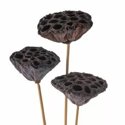 Deals ✨ 12 Pack: Natural Lotus Pods Stem by Ashland® ⌛ -Ashland Sale Store MP065712 20