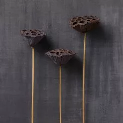 Deals ✨ 12 Pack: Natural Lotus Pods Stem by Ashland® ⌛ -Ashland Sale Store MP065712 22