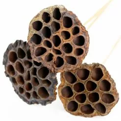 Deals ✨ 12 Pack: Natural Lotus Pods Stem by Ashland® ⌛ -Ashland Sale Store MP065712 4