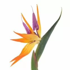 Coupon 👏 12 Pack: Yellow Bird of Paradise Stem by Ashland® 👏 -Ashland Sale Store MP066898 20