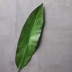 Best reviews of 🧨 16 Pack: Green Tropical Bird Of Paradise Leaf Spray by Ashland® 👏 -Ashland Sale Store MP066923 22