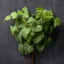 Hot Sale ⌛ 8 Pack: Yellow & Green Potato Leaf Bush by Ashland® ⭐ -Ashland Sale Store MP128897 25