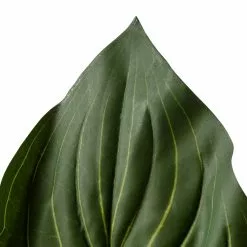 Top 10 ⭐ 12 Pack: Green Hosta Bush by Ashland® 🔔 -Ashland Sale Store MP131106 20