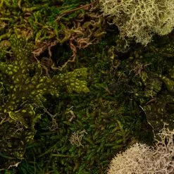 Flash Sale 🌟 6 Pack: Moss Variety Pack by Ashland® ❤️ -Ashland Sale Store MP135036 22