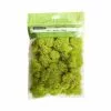 Flash Sale 👏 12 Pack: Reindeer Moss by Ashland® ✨