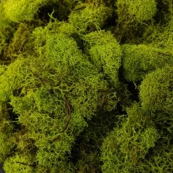 Flash Sale 👏 12 Pack: Reindeer Moss by Ashland® ✨ -Ashland Sale Store MP135038 22
