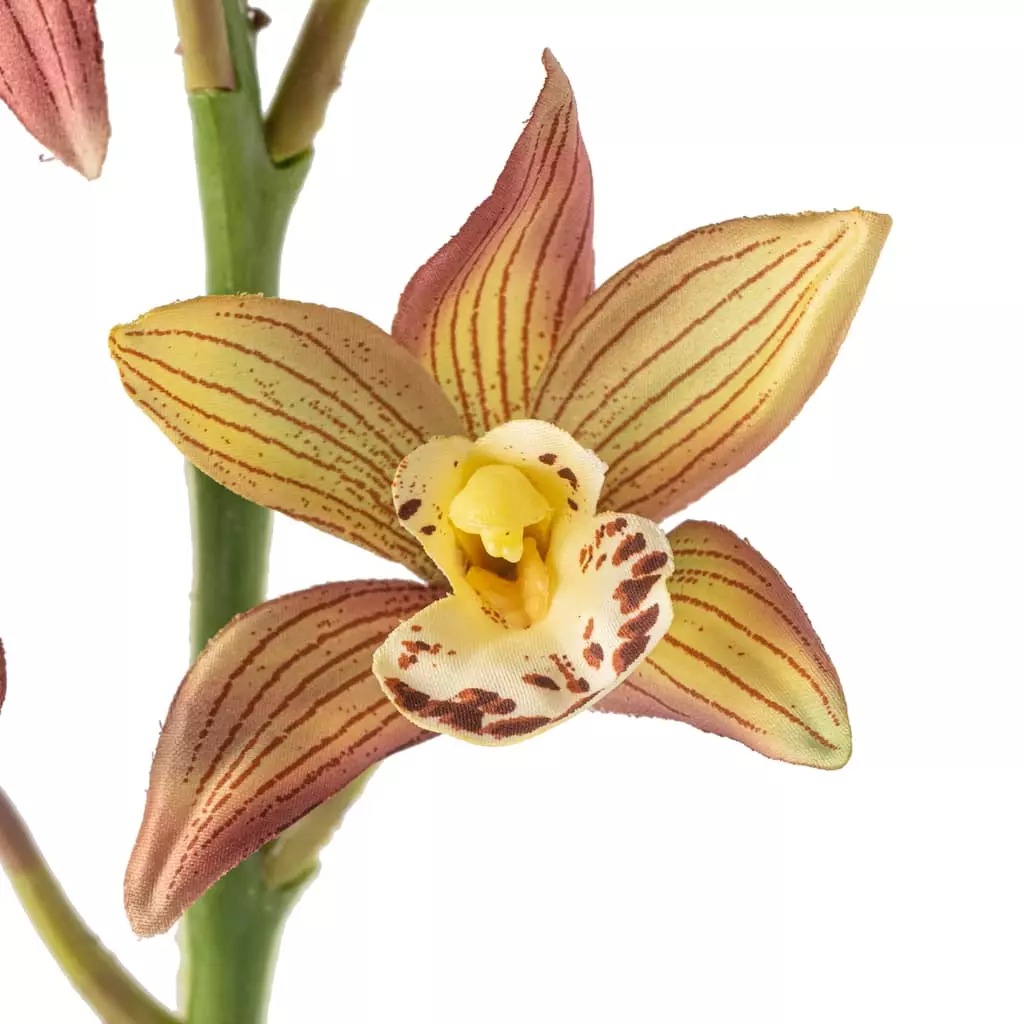 Cheapest ✔️ 8 Pack: Rust Red Boat Orchid Spray by Ashland® 👍 5 Cheapest ✔️ 8 Pack: Rust Red Boat Orchid Spray by Ashland® 👍 - Image 3