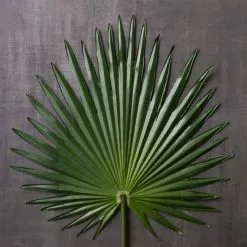 Flash Sale ✔️ 6 Pack: Green Fan Palm Stem by Ashland® ✔️ 9 Flash Sale ✔️ 6 Pack: Green Fan Palm Stem by Ashland® ✔️ -Ashland Sale Store MP230923 22