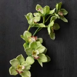 Cheapest 😍 8 Pack: Pale Green Boat Orchid Stem by Ashland® 💯 9 Cheapest 😍 8 Pack: Pale Green Boat Orchid Stem by Ashland® 💯 -Ashland Sale Store MP230928 22
