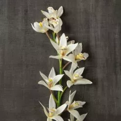 Deals 😉 8 Pack: Cream Boat Orchid Stem by Ashland® 👏 -Ashland Sale Store MP230929 25