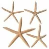 Best deal 🎁 6 Packs: 4 ct. (24 total) White Glitter Starfish by Ashland® 🛒