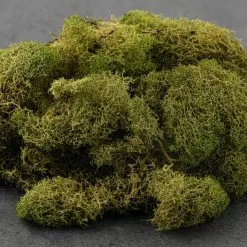 Cheap 💯 12 Pack: Spring Green Reindeer Moss by Ashland® ❤️ -Ashland Sale Store MP284153 21
