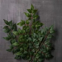 Coupon ❤️ 24 Pack: Green China Dollar Spray by Ashland® 👍 -Ashland Sale Store MP292511 22