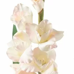 Cheap 🤩 12 Pack: White Gladiolus Stem by Ashland® 😉 8 Cheap 🤩 12 Pack: White Gladiolus Stem by Ashland® 😉 -Ashland Sale Store MP297020 20