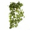 Top 10 🥰 12 Pack: German Ivy Bush by Ashland® ✔️ -Ashland Sale Store MP335273 1