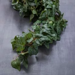 Top 10 🥰 12 Pack: German Ivy Bush by Ashland® ✔️ -Ashland Sale Store MP335273 22