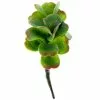 Cheap ⌛ 18 Pack: Green & Orange Succulent Pick by Ashland® ✨ -Ashland Sale Store MP337814 1