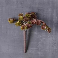 Best reviews of 👍 12 Pack: Creeping Red Sedum Pick by Ashland® 🌟 -Ashland Sale Store MP337815 22