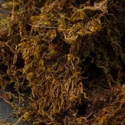 Best Pirce 😉 12 Pack: Decorative Moss by Ashland® ✨ -Ashland Sale Store MP341503 22