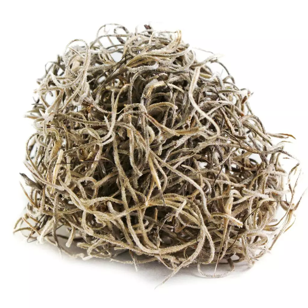 Top 10 ๐ 24 Pack: Spanish Moss by Ashland® ๐งจ 4 Top 10 ๐ 24 Pack: Spanish Moss by Ashland® ๐งจ - Image 2