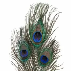 Deals ⭐ 12 Pack: Peacock Feather Picks by Ashland® 👍 -Ashland Sale Store MP355707 20