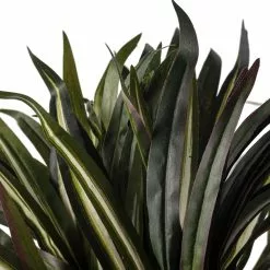 Cheapest 🥰 12 Pack: Assorted Cordyline Bush by Ashland® ❤️ -Ashland Sale Store MP356827 20