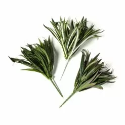 Cheapest 🥰 12 Pack: Assorted Cordyline Bush by Ashland® ❤️ -Ashland Sale Store MP356827 21