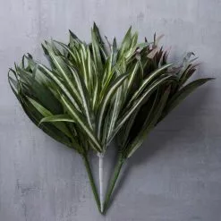 Cheapest 🥰 12 Pack: Assorted Cordyline Bush by Ashland® ❤️ -Ashland Sale Store MP356827 22