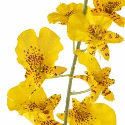 Buy 😀 12 Pack: Yellow Dancing Orchid by Ashland® 🎉 -Ashland Sale Store MP381029 20