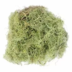 Wholesale 👍 24 Pack: Basil Green Spanish Moss by Ashland® ⌛ -Ashland Sale Store MP382824 2