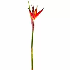 Cheap 🎉 12 Pack: Tropical Bird of Paradise Stem by Ashland® 😉