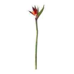 Cheap 🎉 12 Pack: Tropical Bird of Paradise Stem by Ashland® 😉 -Ashland Sale Store MP390624 21