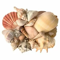 Cheapest 🎉 6 Pack: Mixed Shells Value Bag by Ashland® 😀