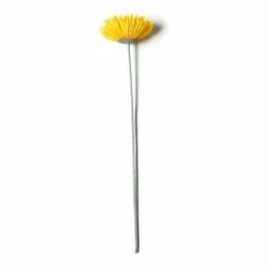Deals 🔔 12 Pack: Yellow Spider Gerber Daisy Stem by Ashland® 👏 -Ashland Sale Store MP392672 21