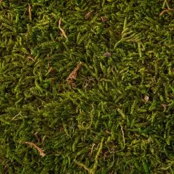 Best reviews of 😀 12 Pack: Forest Green Preserved Moss by Ashland® 😀 -Ashland Sale Store MP407975 22