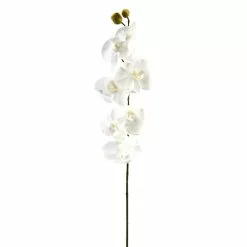Brand new ๐ฅฐ 16 Pack: White Moth Orchid Stem by Ashland® โ๏ธ