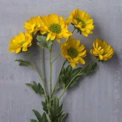 Cheap 🧨 12 Pack: Gold Daisy Mum Spray by Ashland® ⭐ -Ashland Sale Store MP430308 22