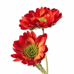 Cheap ⌛ 12 Pack: Rust Daisy Mum Spray by Ashland® 🌟 -Ashland Sale Store MP430309 20
