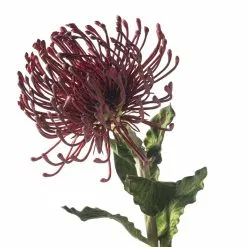 Top 10 👍 12 Pack: Red Pincushion Protea Stem by Ashland® 👏 -Ashland Sale Store MP430478 20
