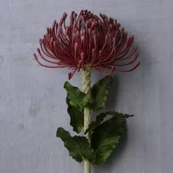 Top 10 👍 12 Pack: Red Pincushion Protea Stem by Ashland® 👏 -Ashland Sale Store MP430478 22