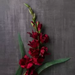 Hot Sale 😉 12 Pack: Burgundy Gladiolus Stem by Ashland® ✨ -Ashland Sale Store MP451146 22