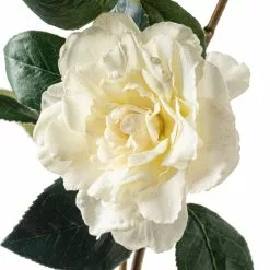 Coupon ๐ 6 Pack: White Camellia Spray by Ashland® ๐ 6 Coupon ๐ 6 Pack: White Camellia Spray by Ashland® ๐ -Ashland Sale Store MP451150 20