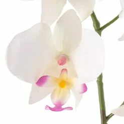 Best deal 🛒 12 Pack: Cream & Pink Orchid Spray by Ashland® 🔔 -Ashland Sale Store MP459034 20