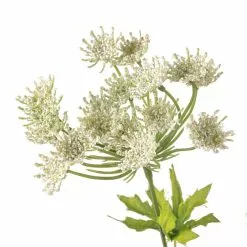 Flash Sale ✨ 12 Pack: White Queen Anne's Lace Spray by Ashland® ✨ -Ashland Sale Store MP461649 20