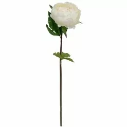 Best reviews of ✔️ 12 Pack: White King Peony Stem by Ashland® ⭐
