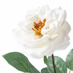 Cheapest 👏 12 Pack: White Orlane Rose Stem by Ashland® ✔️ -Ashland Sale Store MP501485 20