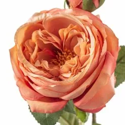 Best Sale ❤️ 12 Pack: Pink Coral English Rose Stem by Ashland® ✨ -Ashland Sale Store MP501509 20